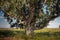 centenary poplar on a meadow