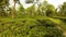 Centenary tea plantation in Assam sunny day panorama