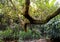 Centenary tree in a forked shape in the native forest