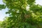 Centennial chestnut with green leaves in the mountains