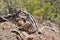 Centennial natural bonsai, Troodos, Cyprus