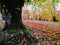 Centennial old chestnut tree in a autumn forest with Mossy Roots and Twisted Trunks