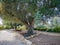 Centennial olive tree in garden