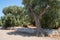 Centennial olive trees in the vicinity of Monopoli, Italy.