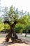 Centennial tree of the carob tree with aged trunk, Ceratonia siliqua