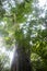 Centennial tree on a farm in the State of Mato Grosso do Sul