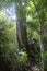 Centennial tree on a farm in the State of Mato Grosso do Sul