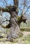 Centennial tree with wrinkles and crooked trunk with green chestnut moss in Extremadura vertical blue sky