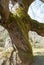 Centennial tree with wrinkles and twisted trunk with green chestnut moss in Extremadura