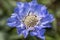 Center of blue beautiful scabiosis flower showing fibonacci pattern.