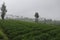 Center of carrot vegetable plantations,