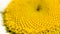 Center of a daisy flower is a matrix of yellow stamens. Macro photography as a distinct vegetative natural background on