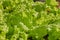 Center Frame Zoom Green Lettuce in Long Plastic Plant Pot