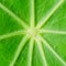Center of the fresh leaf of garden nasturtium, Tropaeolum majus