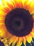 Center of huge sunflower at California farmers market