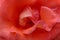 Center petals detail of orange rose hybrid flower Grand Mere Jenny
