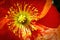 Center of a red Icelandic Poppy flower