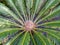 CENTER OF TROPICAL FERN PLANT CLOSE UP