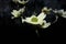 Center view Flowering Dogwood white and green flower with a dark background