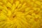 Center of yellow dahlia flower close-up