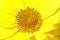 The center of a yellow flower, Heliopsis, in the sunshine