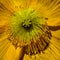 The Center of a Yellow Poppy