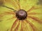 The center of a yellow rudbeckia maxima!