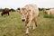 Centered cow in a countryside of Majorca