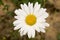 Centered daisy flower