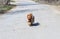 A centered image of a small dog running on the asphalt. Shaggy red yorkshire terrier in flight over a concrete road