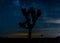 Centered Joshua Tree on Starry Night