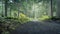 Centered pathway leading through green and humid rain forest,low perspective,Mount Robson PP,Canada