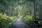 Centered pathway leading through green and humid rain forest, Mount Robson PP, Canada