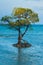 Centered Solitary Mangrove Tree Roots Ocean