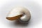 Centered view of a chambered nautilus shell, beautiful mother of pearl finish,  on white