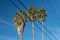 Centered view of three Washingtonia fan palm trees against a blue sky