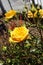 A centered yellow miniature rose blossom surrounded by buds and other yellow roses.