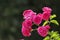 Centifolia roses, the Provence rose or cabbage rose or Rose de Mai