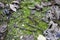 Centipede on a background of moss and dried leaves