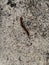 A centipede is dead on the concrete road