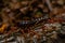 centipede eating alive by fire ants colony