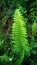 The centipede fern or fern is a fern and belongs to the Lomariopsidaceae family. This plant is about 20-70 cm high,