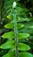 The centipede fern or fern is a fern and belongs to the Lomariopsidaceae family. This plant is about 20-70 cm high,