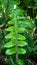 The centipede fern or fern is a fern and belongs to the Lomariopsidaceae family. This plant is about 20-70 cm high,