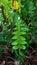 The centipede fern or fern is a fern and belongs to the Lomariopsidaceae family. This plant is about 20-70 cm high,