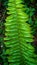The centipede fern or fern is a fern and belongs to the Lomariopsidaceae family. This plant is about 20-70 cm high,
