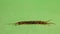 Centipede on green background. antennae, claws. Bug isolated, bugs