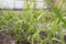 Centipede growing on ground in garden. tapeworm plant, ribbonbush, Homalocladium platycladum, Muehlenbeckia platyclada. Medicinal