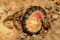 Centipede guarding its young ones - Scelopendra sp , Satara district