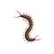 Centipede icon, pest control insects disinsection